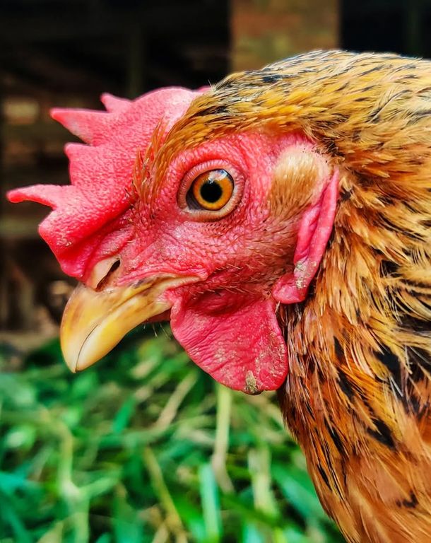 Bride smiling at ceremony