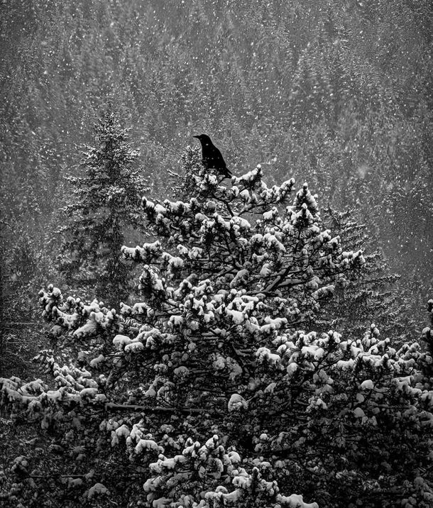 Rustic outdoor ceremony setup