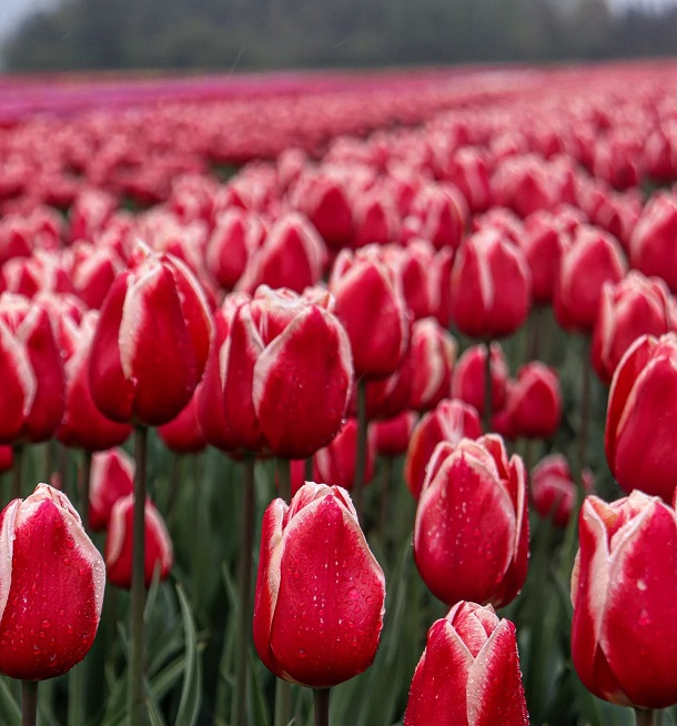 Kids playing at wedding